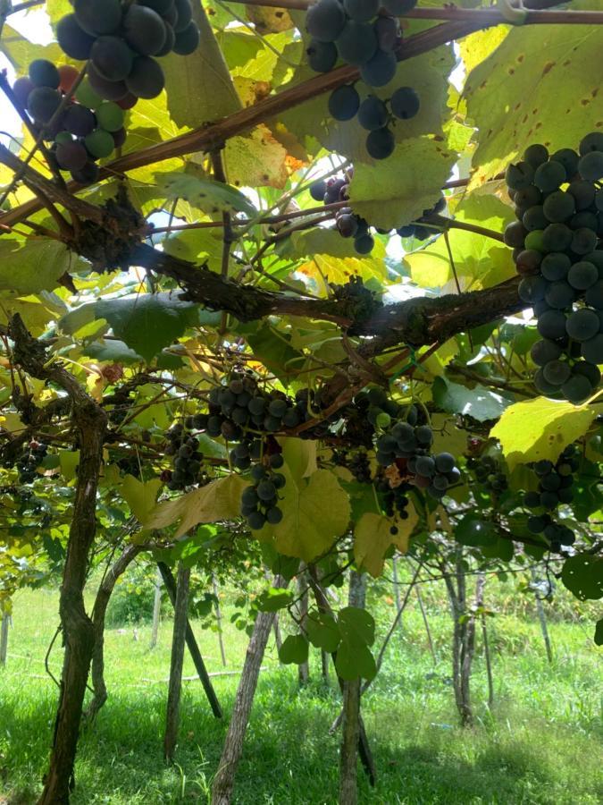 本图贡萨尔维斯Sitio Vale Dos Vinhedos别墅 外观 照片